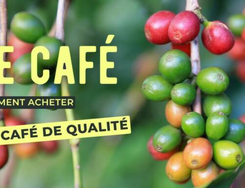 Les classifications officielles du café : comprendre les normes de qualité