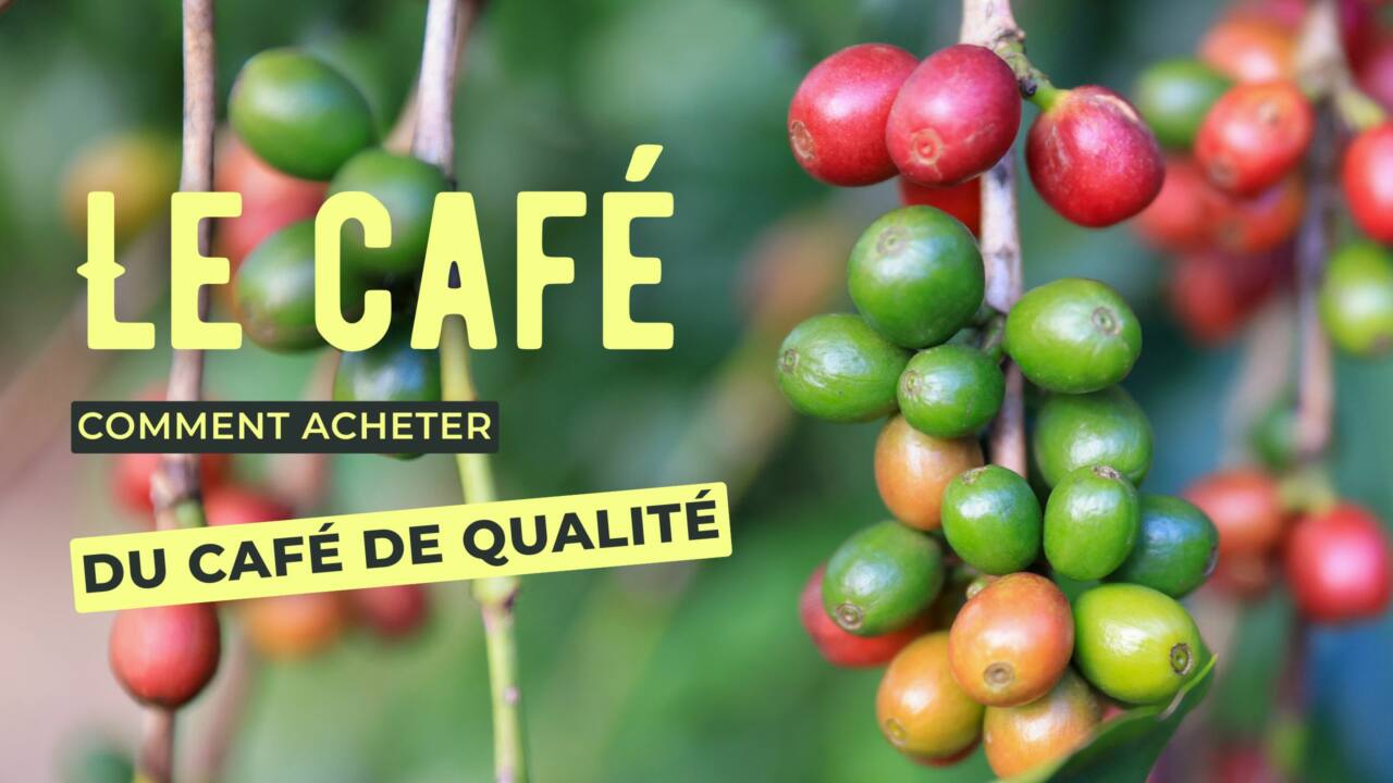 Les classifications officielles du café : comprendre les normes de qualité