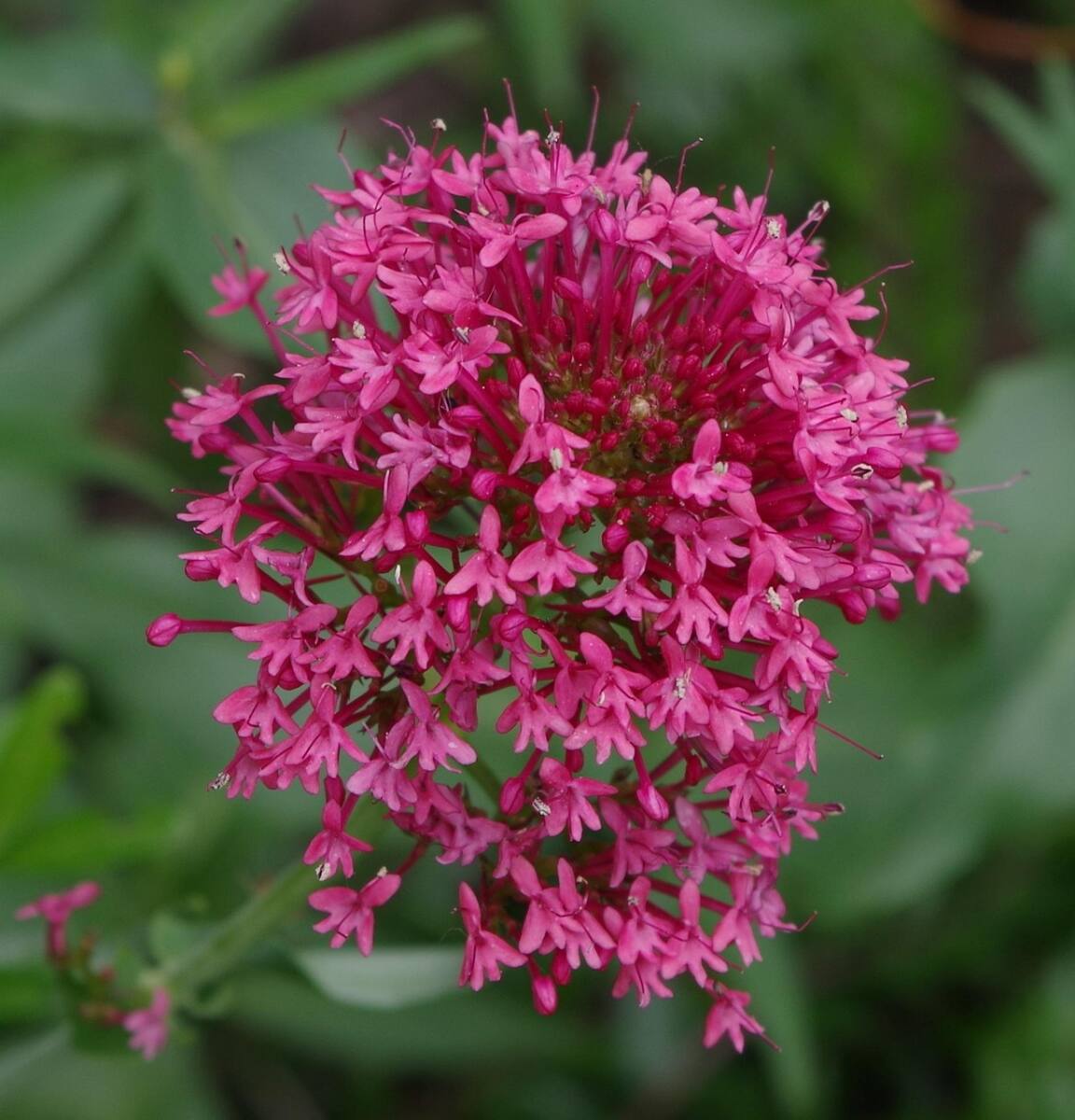 Jardin botanique remarquable Gassin