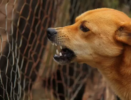 Aboiements de chiens dans les quartiers du Var, entre nuisances et tensions croissantes