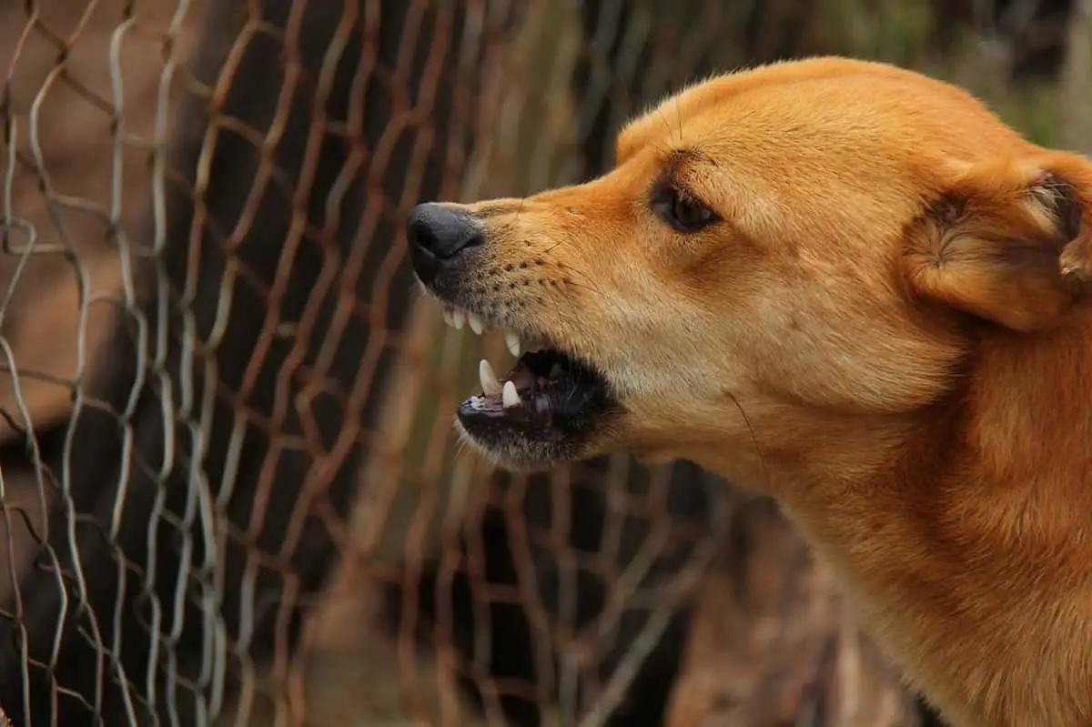 attaque de chien Marseille aboiements de chiens dans les quartiers varois
