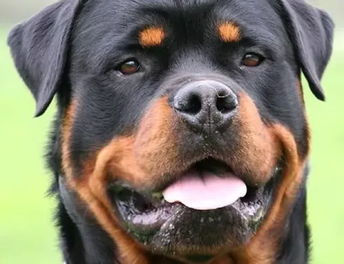 Dans le Var, le sort du chien Smoke mobilise un collectif devant la sous-préfecture de Draguignan