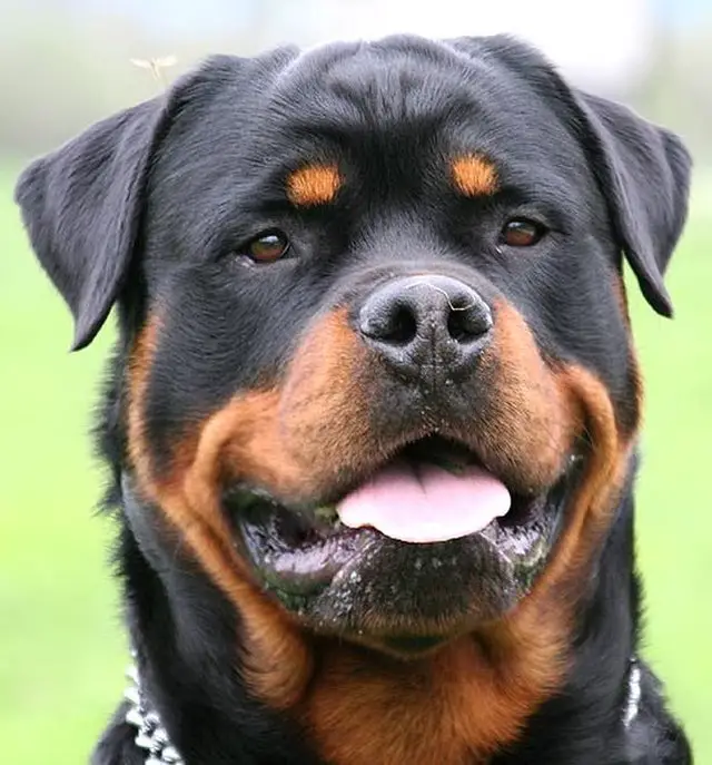 chien saint-cassien rage var euthanasie chien Smoke SPA Flayosc Var