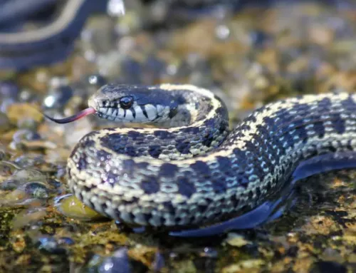 Serpents en randonnée dans le Var : mieux les connaître pour mieux randonner
