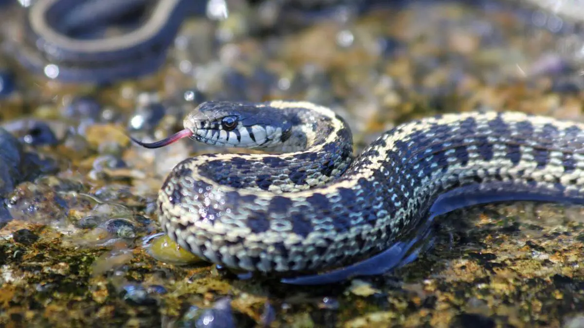 Serpent randonnée Var vipère couleuvre