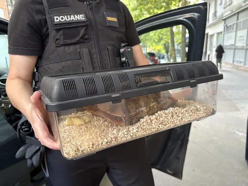 saisie tortues protégées