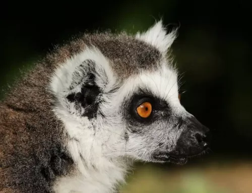 Le Jardin Zoologique Tropical de La Londe-les-Maures, un écrin exotique entre faune rare et flore remarquable