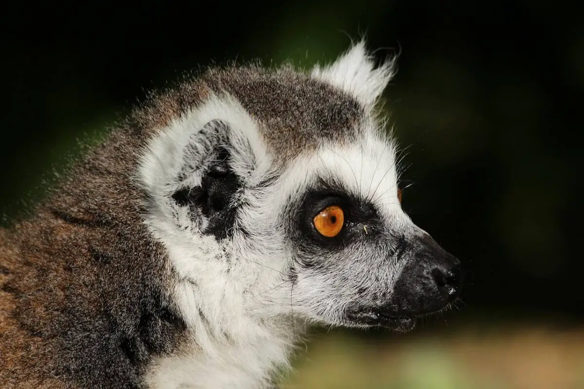 Jardin zoologique tropical La Londe animaux rares jardin remarquable
