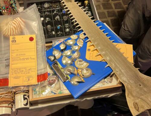 Objets issus d’espèces protégées saisis sur un marché nocturne à Sainte-Maxime