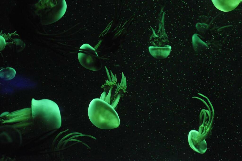 meduse