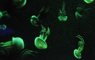 meduse