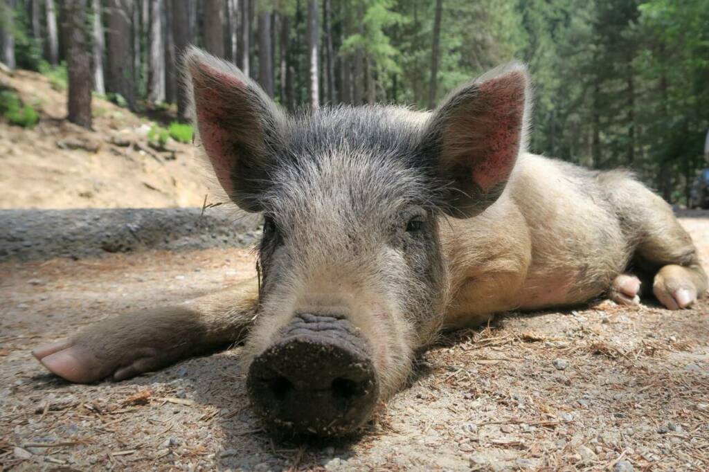 porc
