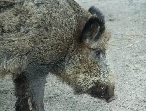 Les sangliers, de véritables nageurs : leur étonnante capacité à atteindre les îles varoises