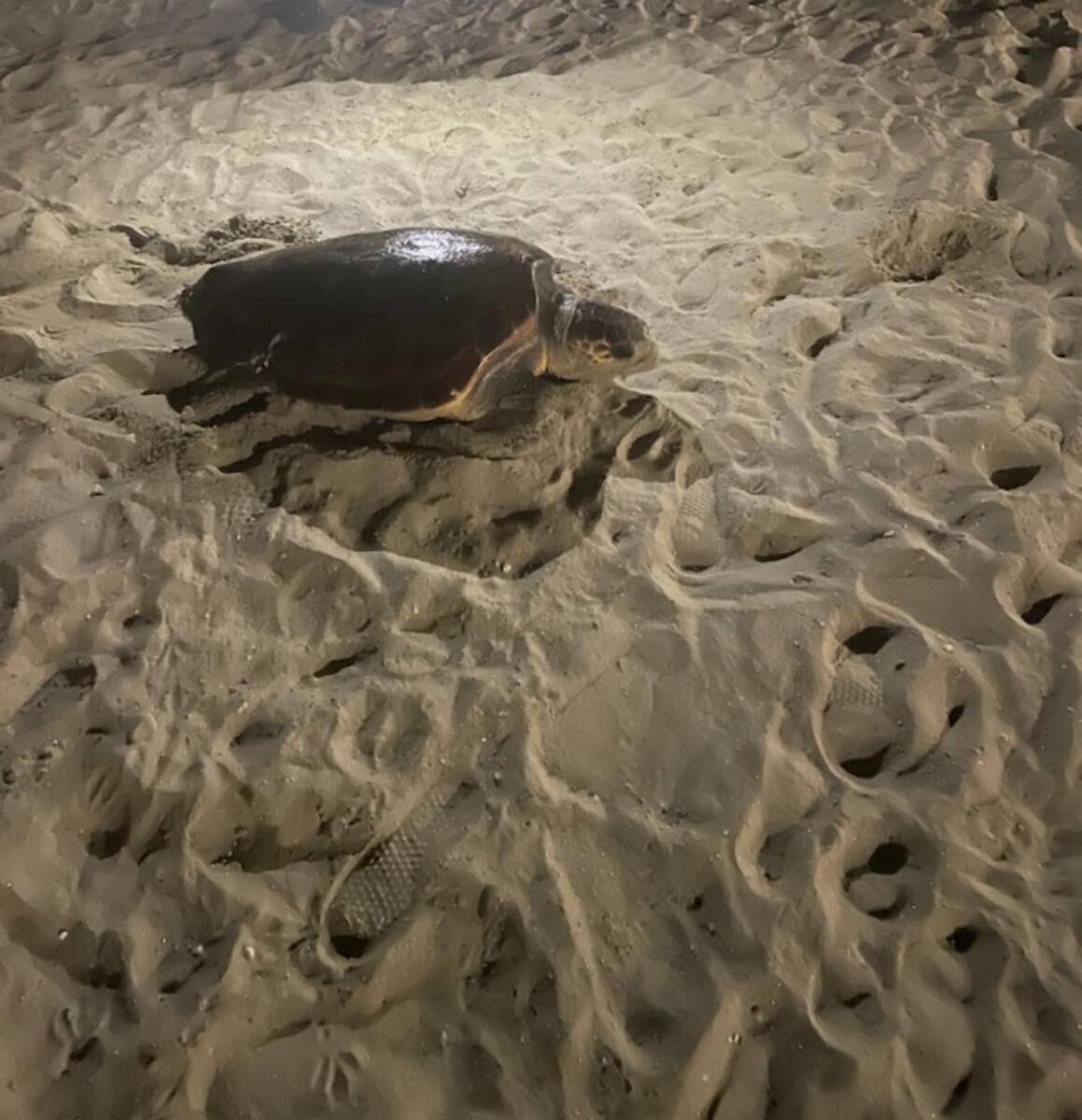Tortue caouanne Cavalaire