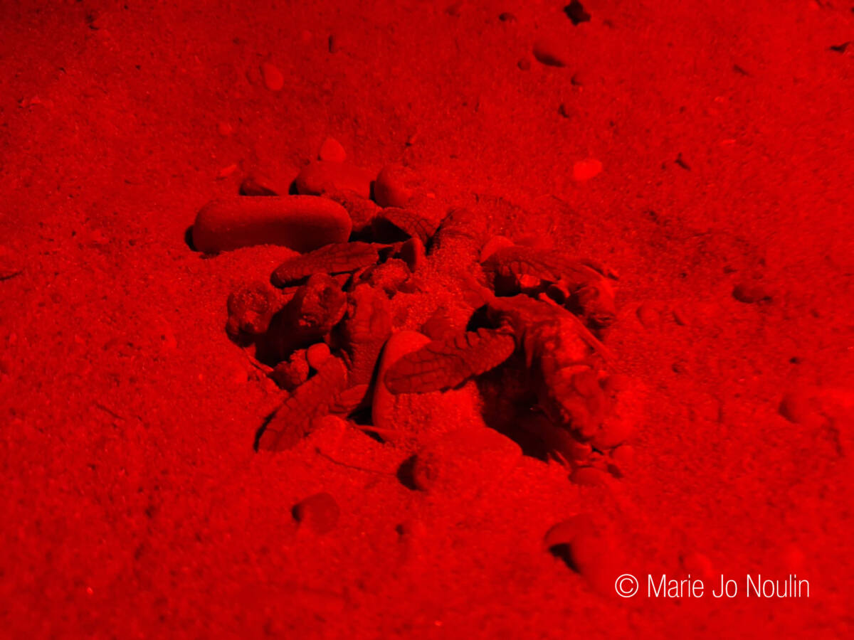 Bébés tortues Sanary
