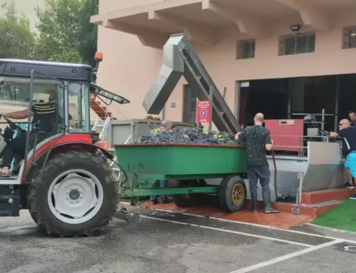 Vendanges : comment sera le Millésime 2025 dans le Var ? 1/7