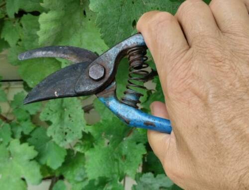 Vendanges traditionnelles en Provence, un savoir-faire ancestral  4/7