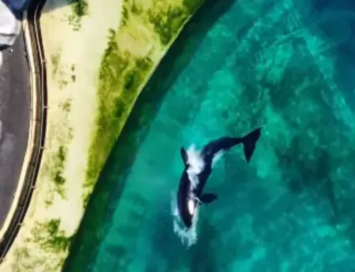 Marineland alerte le gouvernement sur la situation critique de ses cétacés