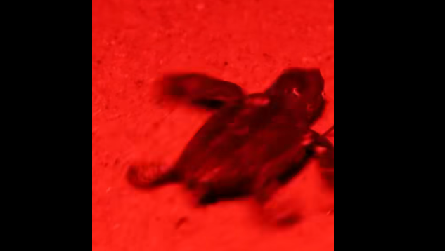 tortue