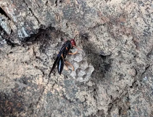 Un homme de 60 ans décède après une piqûre de frelon à Sainte-Maxime