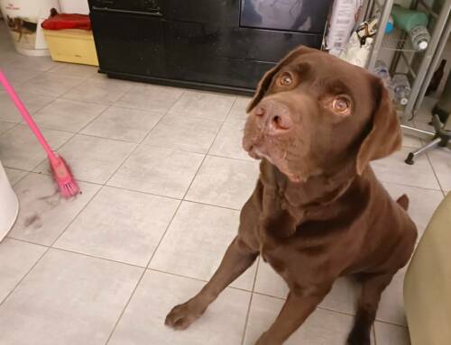 Abandons en hausse : la SPA a recueilli 14 % d’animaux en plus durant l’été 2025