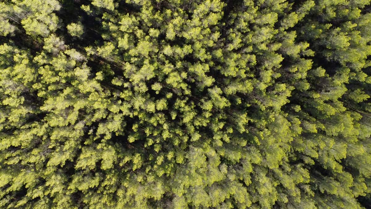 Retraité 74 ans Pierrefeu disparu forêt vue de haut