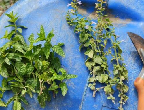 La menthe et la menthe sauvage dans le Var : différences et bienfaits