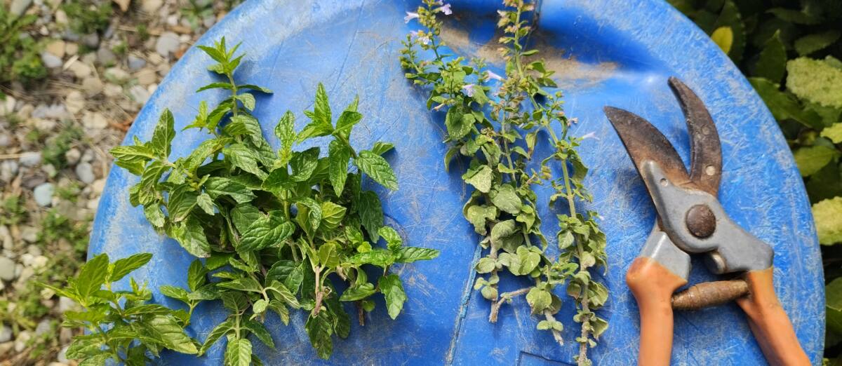 Menthe à gauche sauvage à droite