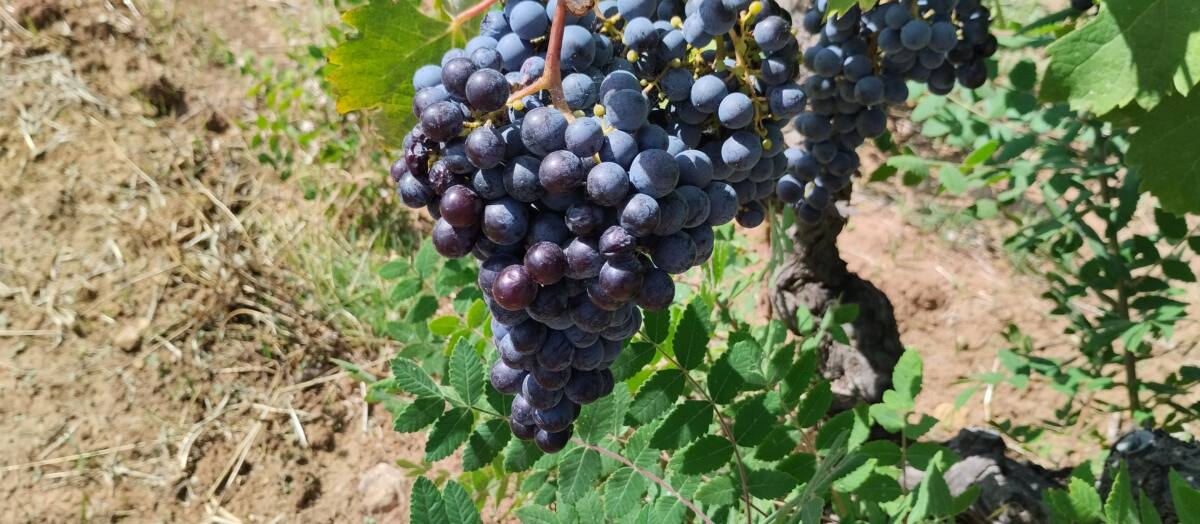 Mourvèdre