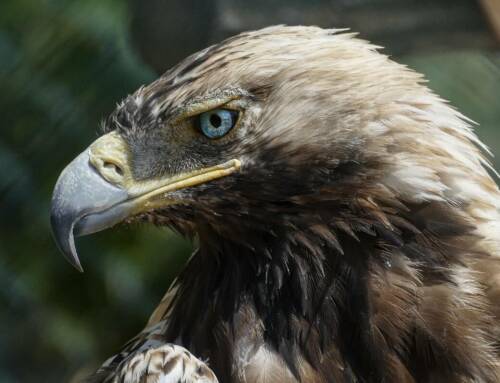 L’Aigle royal revient dans le Var et les Bouches-du-Rhône avec une présence remarquable