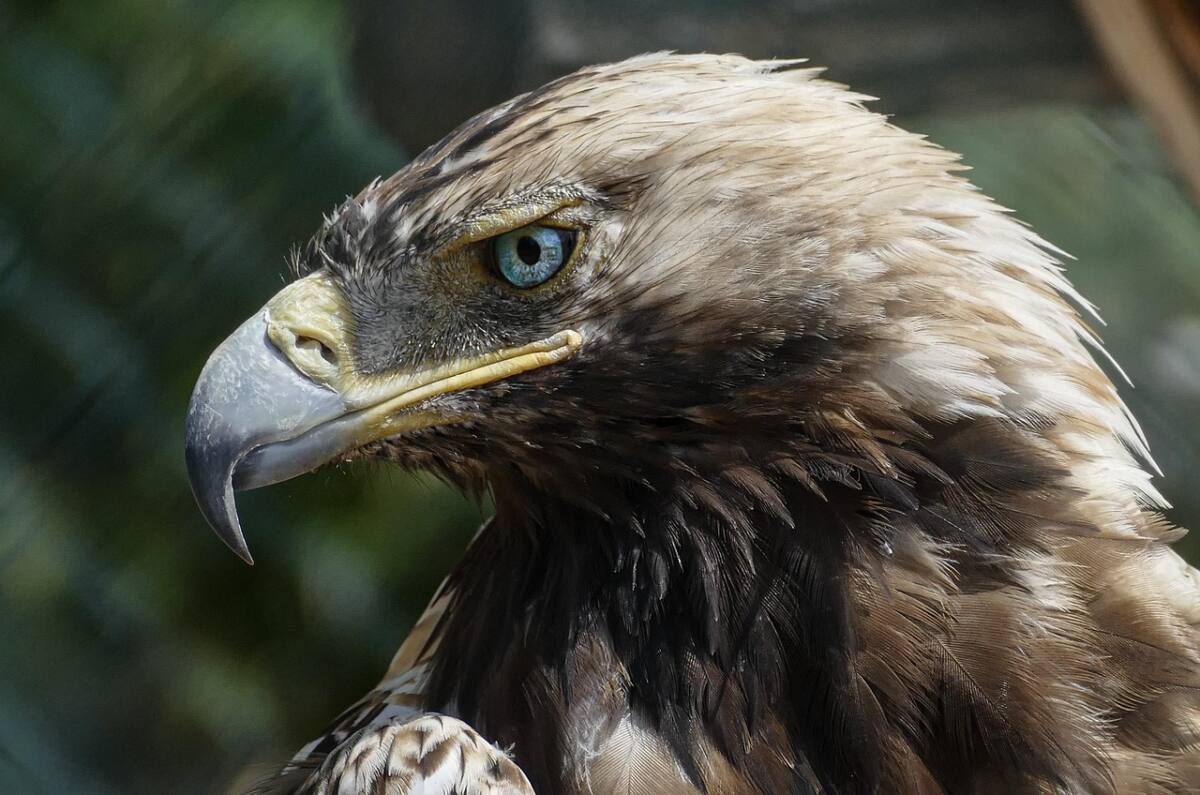 Aigle royal Var espèce protégée