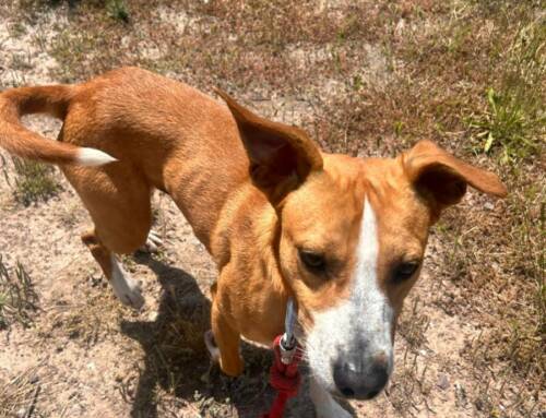 Succès populaire pour la Journée du chien sur les plages du Mourillon à Toulon