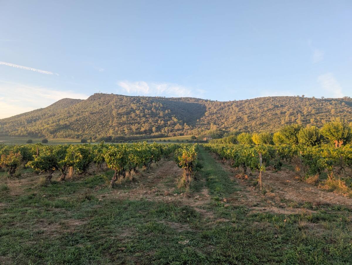 Histoire Trians vendanges