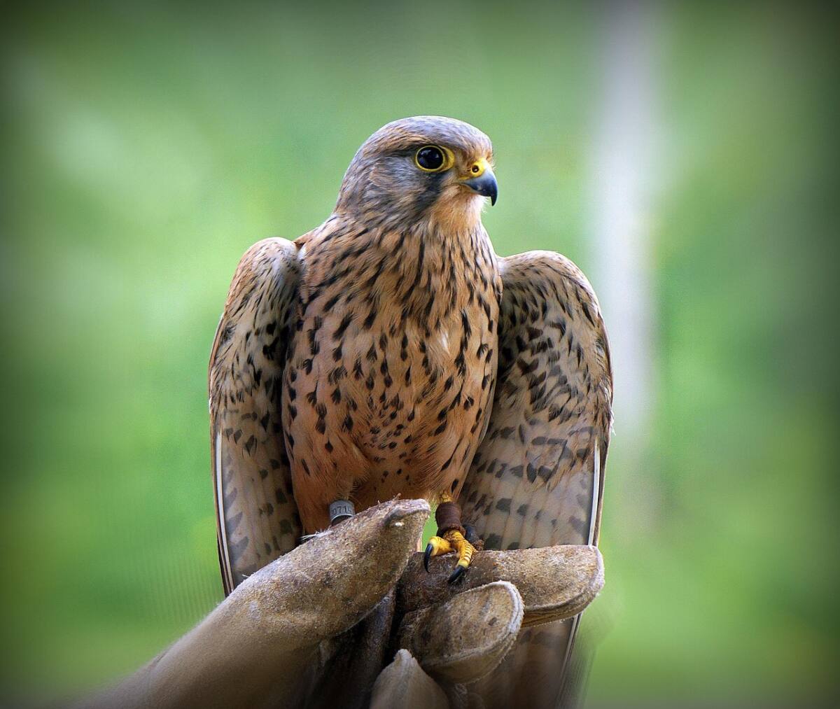 Épervier d’Europe Hyères rapace oiseau
