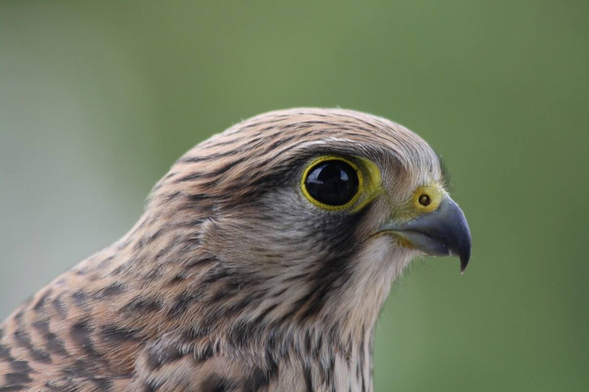 Faucon crécerelle Var Hyères rapace protégé