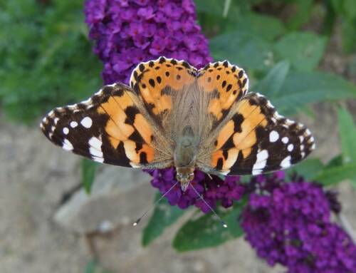 La Belle-Dame, un papillon migrateur spectaculaire observé dans le Var