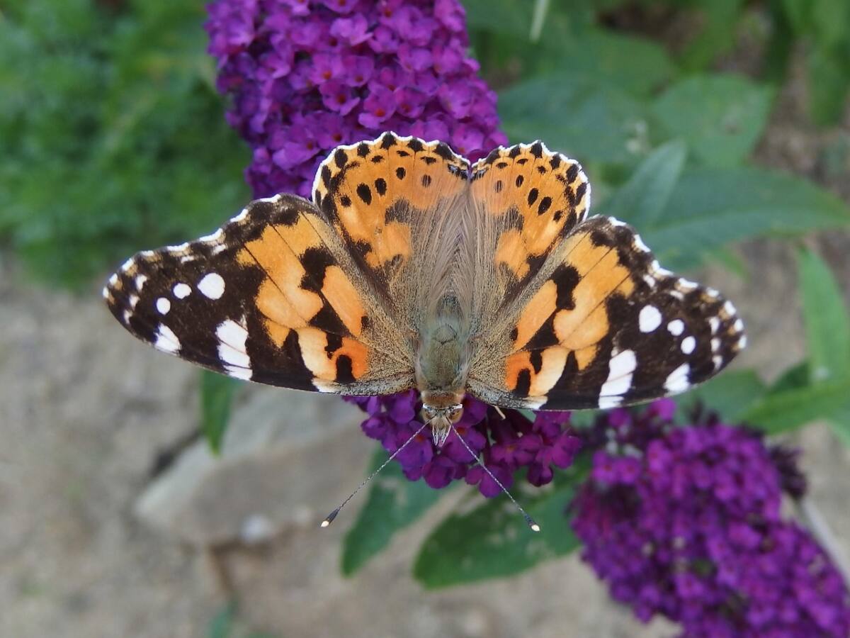 Papillon Belle-Dame migration Var