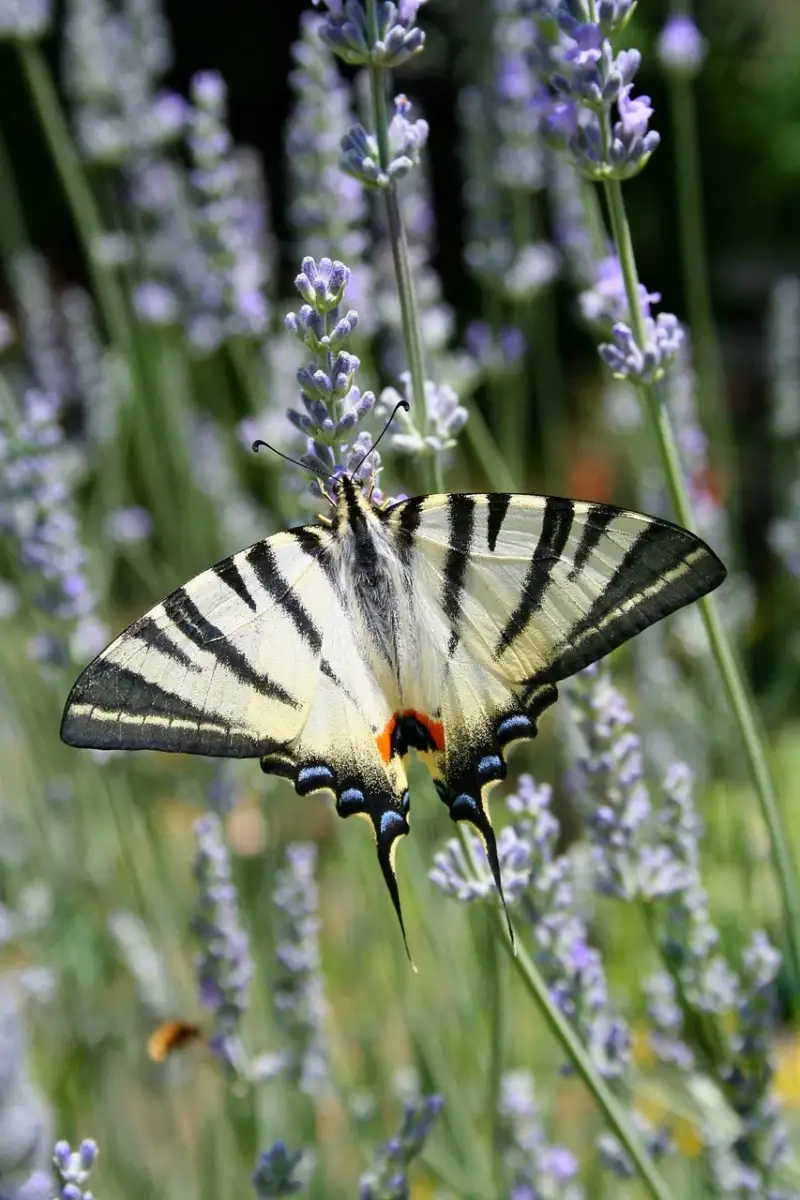 Flambé papillon Var prunelier amandier papillon protégé