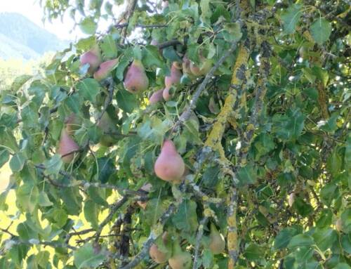 La Sarteau, une poire qui résiste : L’histoire d’une passion familiale et d’un savoir-faire exceptionnel