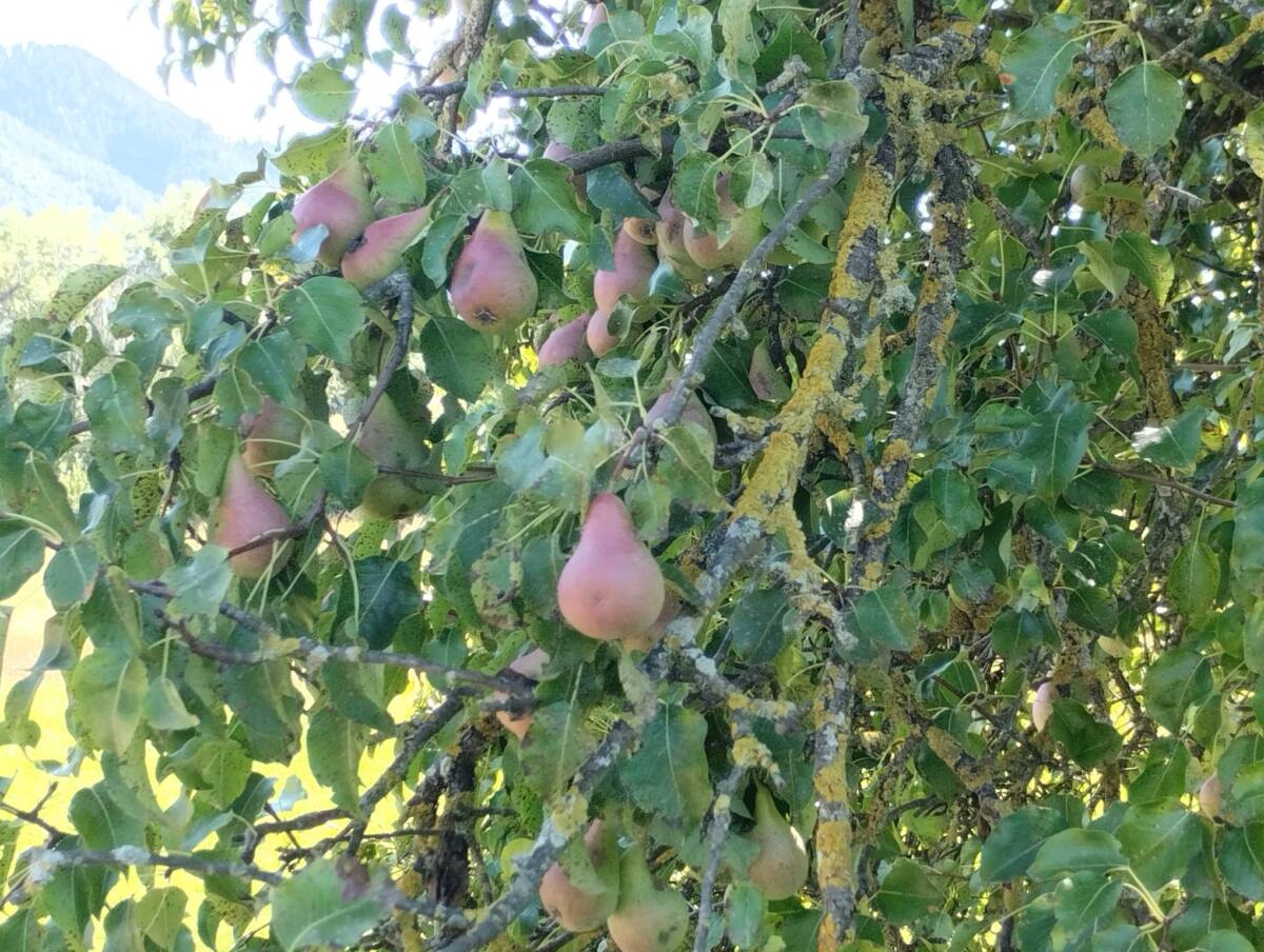 la poire Sarteau