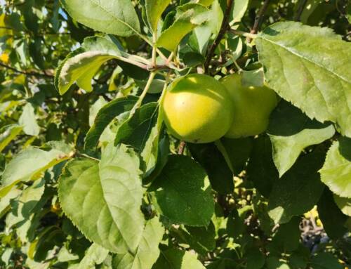 La cueillette des pommes reprend au Château d’Astros à Vidauban dans un décor provençal unique