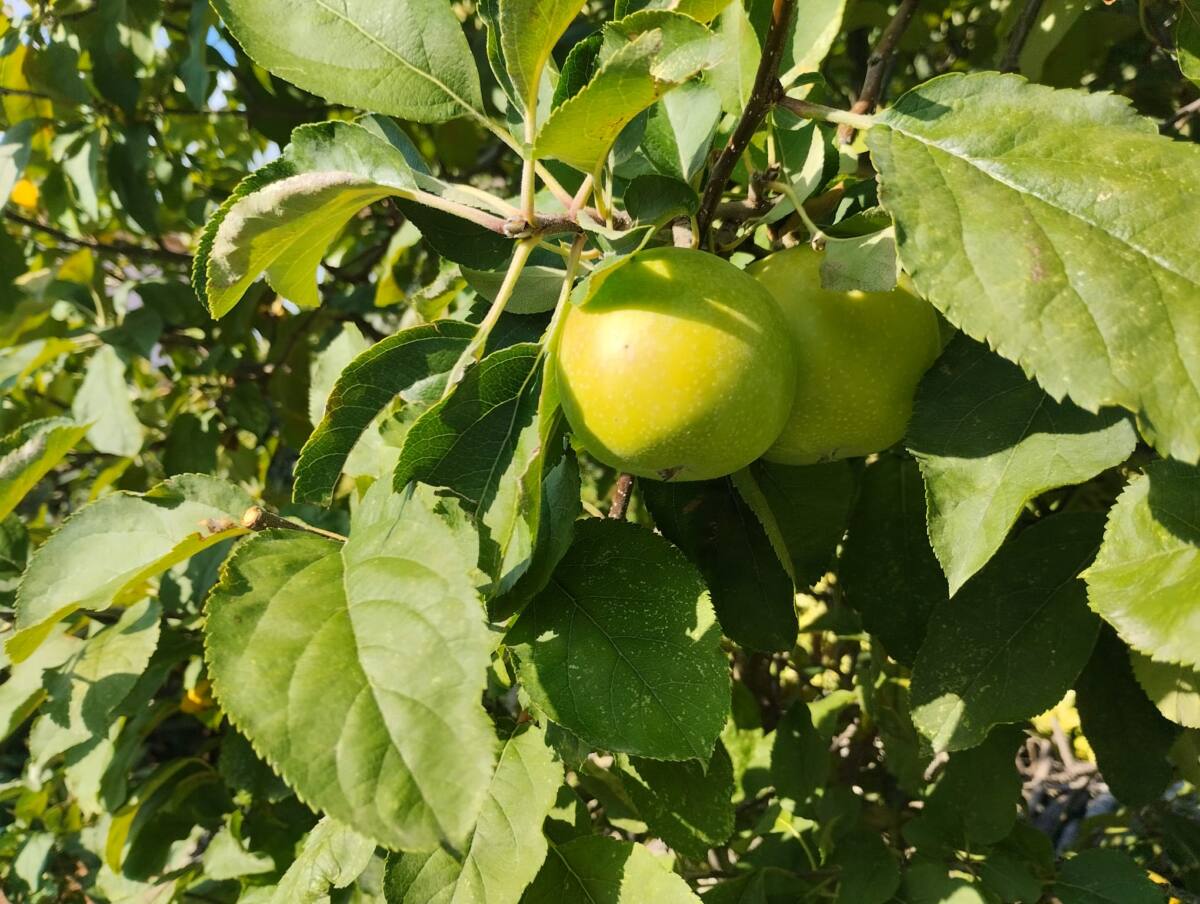 Cueillette pommes bio Château d’Astros Vidauban