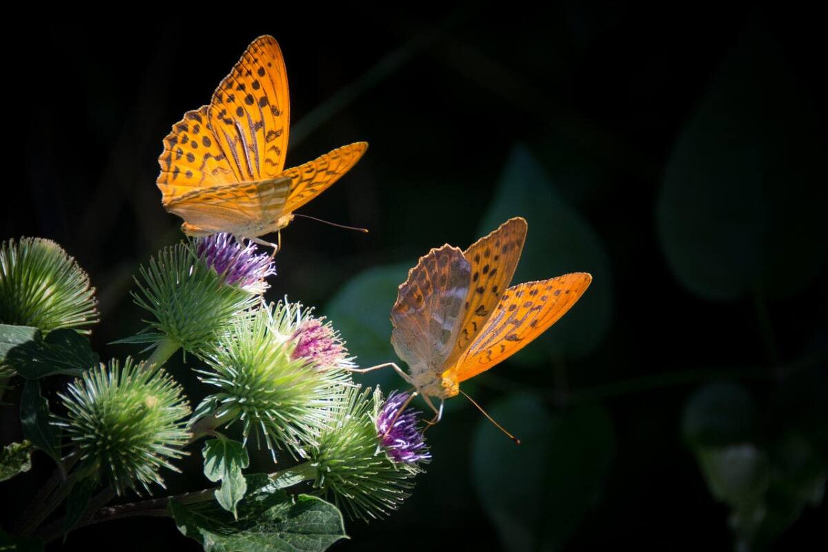Tabac d’Espagne papillon forêt Var