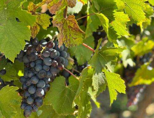Quand sait-on qu’il faut commencer les vendanges : La science derrière le moment parfait