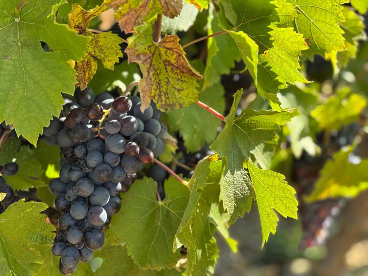 Quand commencer vendanges Trians