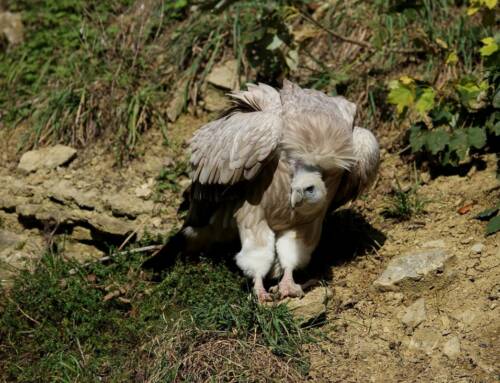Le Vautour fauve, ce géant du ciel de retour dans le Verdon après un siècle d’absence
