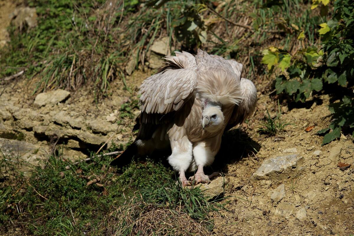 Dans le ciel spectaculaire des gorges du Verdon, un immense rapace fait désormais partie du paysage : le Vautour fauve. Disparu pendant près d’un siècle, cet oiseau emblématique a été réintroduit en 1999, marquant un retour spectaculaire et porteur d'espoir pour la biodiversité locale. Un géant des airs aux allures préhistoriques Le Vautour fauve (Gyps fulvus) impressionne autant par sa taille que par son allure. Avec une envergure pouvant atteindre 2,70 mètres et un poids allant jusqu’à 11 kg, il figure parmi les trois plus grands rapaces d’Europe, aux côtés du Gypaète barbu et du Vautour moine. Son plumage brun-beige moucheté de noir le camoufle efficacement sur les falaises, tandis que son long cou nu, terminé d'une collerette blanche chez les adultes, lui donne un air singulier. Contrairement à d'autres rapaces, le Vautour fauve ne chasse pas. C’est un charognard qui se nourrit exclusivement de cadavres d’animaux. Son bec puissant mais peu tranchant l’oblige à entamer ses repas par les zones les plus accessibles des carcasses. Une vue exceptionnelle — capable de repérer un objet de 30 cm à 3 km — lui permet de localiser efficacement ses sources de nourriture. Un oiseau social, fidèle et voyageur Très grégaire, le Vautour fauve niche en colonie sur les falaises, où il forme des couples unis pour la vie. Les accouplements commencent dès décembre, suivis en janvier par la ponte d’un seul œuf. L’incubation dure 54 jours, puis le jeune reste près de cinq mois au nid avant de s’envoler. Mais l’apprentissage de l’indépendance peut s’avérer risqué : certains jeunes s’égarent loin de leur territoire, comme ceux observés récemment dans le sud du Var. Un rôle écologique essentiel Malgré une image parfois négative, les Vautours jouent un rôle vital. En tant qu’équarrisseurs naturels, ils permettent de limiter les coûts pour les éleveurs et de freiner la propagation de maladies animales. Ce rôle était déjà reconnu depuis l’Antiquité ! Où observer les Vautours fauves dans le Var ? S’il est rare de croiser un Vautour fauve sur la côte varoise, les Gorges du Verdon, notamment autour du village de Rougon (04), offrent un cadre idéal pour leur observation. Depuis leur réintroduction par l’association Vautours en Haute-Provence et la LPO PACA, la population compte aujourd’hui environ 126 couples nicheurs. Ces oiseaux voyagent aussi vers d'autres colonies européennes, contribuant ainsi à la diversité génétique de l’espèce.