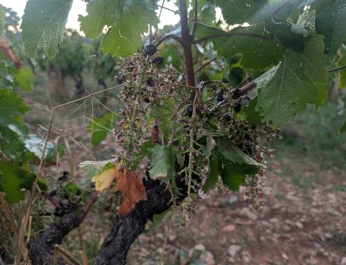 Viticulture régénérative à Trians : Le respect du sol, de la vigne et des hommes