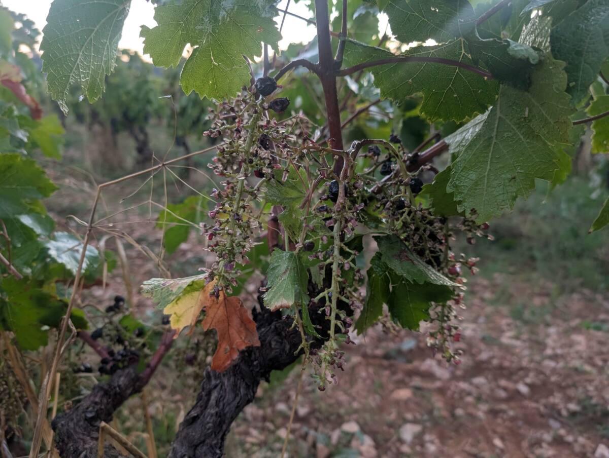 Viticulture régénérative Trians