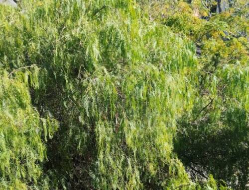 Le poivrier décoratif de Provence, un arbuste ornemental élégant dont les baies sont à manipuler avec précaution